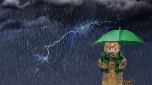 kitty cat storms