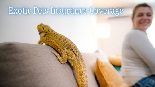 Exotic Pet Insurance Coverage - Iguana