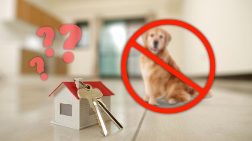 Insurance law for pets in rental homes